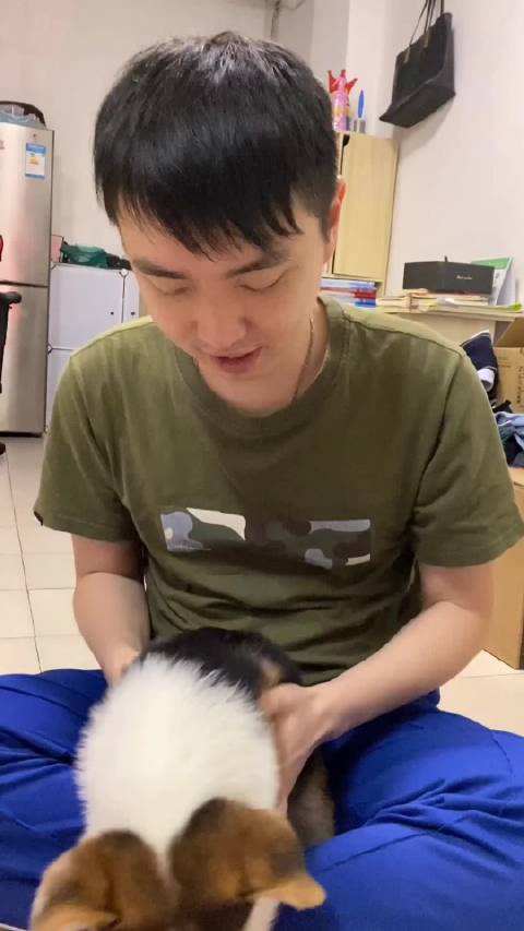 养柯基到底有多快乐